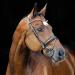 HORZE Clermont Genuine Leather Snaffle Bridle | Ergonomic Design with Flash Noseband | Black Warmblood Size - Buy Online on GoSupps.com