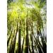 Bamboo Toothbrushes with Plant-Based Bristles | Vegan and Plastic-Free | Biodegradable Packaging - Buy Online on GoSupps.com