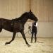 Horze Nylon Lunging Cavesson - Black Cob - Adjustable Training Headcollar - Buy Online on GoSupps.com