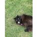 Purrs Dragonfly Prey Attachment- Fits PurrSuit Frenzy & DaBird wand Cat Toys - Buy Online on GoSupps.com