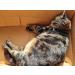 Cat FurNature L-Tryptophan: Calming Supplement for Cats (40 servings, 100mg) - Buy Online on GoSupps.com