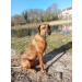 Horse-Direkt Salmon Oil for Dogs Cats & Horses - Pure Omega-3 Fish Oil 2x1L No Additives Natural BARF Supplement - Buy Online on GoSupps.com