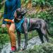 Kurgo Journey Air Dog Harness - Size L (23-34kg) - Padded Chest/Back Handle - Black/Gray - Ideal for International Shipping - Buy Online on GoSupps.com
