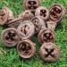 Eucalyptus Seed Pods | 240g Bag | Approx. 120 Pieces | 1.5-3cm | Natural Decor, Crafts - Buy Online on GoSupps.com