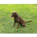 All-in-One Black Halter for Dogs Anti-Pull Harness | Suitable for All Breeds - International Shipping - Buy Online on GoSupps.com