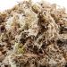 Komodo Habitat Moss 1.5 Litre May Vary 1.5 l (Pack of 1) - Buy Online on GoSupps.com