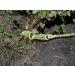 Brush Grubber BG-19: Heavy Duty Clump Grubber - Effortlessly Remove Brush and Small Trees - Buy Online on GoSupps.com