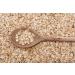 Organic Barley Flakes 500g by Manor Springs Organic - Buy Online on GoSupps.com