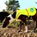 SafetyPUP XD Dog Safety Vest | Neon Yellow | Sizes for Dogs 14-130 lbs | Ultimate Safety & Comfort - Buy Online on GoSupps.com