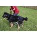 Washable Dog Diapers (3-Pack) for Male & Female Dogs - Premium, Durable & Reusable - Large Black - Buy Online on GoSupps.com