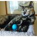 Earthtone Solutions Merino Wool Felt Ball Toys for Cats - Handmade in Nepal | Colorful and Soft Fabric Balls for Fun and Quiet Play | Unique Gift for Cat Lovers - Buy Online on GoSupps.com