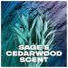 AXE Aluminum-Free Deodorant Stick for Men | Long Lasting Sage & Cedarwood | 3oz Odor Protection - Shop Now - Buy Online on GoSupps.com