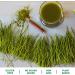 Buy Amazing Grass Organic Wheat Grass Tablets - 200 Tablets for Natural Wellness - Buy Online on GoSupps.com