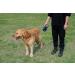 Extendable Dog Lead Tangle-Free Retractable Dog Lead with Anti-Slip Handle 3m 5m 8m Long Anti Theft Dog Leads Strong Nylon Tape Suitable for Small Medium Large Dogs Blue Blue 8 m (Pack of 1) - Buy Online on GoSupps.com