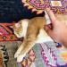 FlexTran Ring Out for Pets: Ringworm Control & Itch Relief Spray - 8 oz Bottle - Buy Online on GoSupps.com