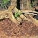 JBL TerraBark 71020 Soil Substrate for Forest & Rainforest Terrariums - Pine Bark 5L (10-20mm) - Premium Eco-Friendly - Buy Online on GoSupps.com