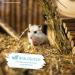 Arka Pipi Weg Rodent - 750ml Natural Cleaner for Rodents | Biodegradable Odor & Spot Remover for Cages Stables & Enclosures - Buy Online on GoSupps.com