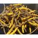 Wild Cordyceps Whole Himalayan Mushroom | Genuine High Grade | Boost Energy, Reduce Stress | 3g for Men & Women - Buy Online on GoSupps.com