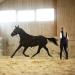 Horze Nylon Lunging Cavesson - Black Cob - Adjustable Training Headcollar - Buy Online on GoSupps.com