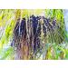 Food-United Acai Puree 12x1kg | Ponthier Superfood for Smoothies Sorbets & More - Buy Online on GoSupps.com