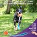 Chew King Fetch Balls: Durable Natural Floating Dog Toy with Squeaker Ball - 4.5 - Buy Online on GoSupps.com