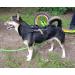 Buy Dog Copenhagen Non-Stop Canicross Harness - Free Motion Size T10 - Black | International Shipping Available - Buy Online on GoSupps.com