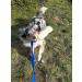Dingo Dog Toys - Real Lambskin with Grip for Training & Play - Violet Long Handle 15582 - Buy Online on GoSupps.com