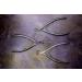 STALEKS PRO series - Smart 50 Professional Cuticle Nipper length of blade 3mm NS-50-3 - Buy Online on GoSupps.com