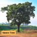 Organic Neem Leaf Powder - 100% Pure Azadirachta Indica - 4.4oz (USDA Certified) - Buy Online on GoSupps.com