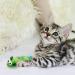 Jumpaws 5 Pack Catnip & Feather Toys - Interactive Multi-Colored Mice with Long Feather Tail - Indoor Cat Accessories for Playtime - Catnip Plush Toys with Natural Feathers & Rattles - Buy Online on GoSupps.com