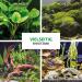 Microbe-Lift Plant Caper 50g - Fast Plant Glue for Aquascaping in Freshwater Aquariums | Ideal for Moss Roots & Plant Attachment - Buy Online on GoSupps.com