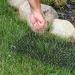 Tapix Cat Scat Mat - Anti-cat Deterrent with Spikes | Indoor/Outdoor Digging Stopper | 8ft x 12in - Buy Online on GoSupps.com