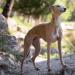 Croci Niki Natural Defense Adjustable Dog Collar with Neem Oil - Size 75 cm - Buy Online on GoSupps.com