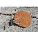 Standing Wolf Traditional Moose Leather Finger Tab (3 Under Light Brown) | Handmade Archery Tab for Hunting & Target Practice - Buy Online on GoSupps.com