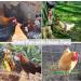 7PCS Chicken Coop Toys Set - Xylophone, Swing, Mirror, Ladder Bridge, Vegetable String Bag, Fruit Feeder - Multicolor - Buy Online on GoSupps.com
