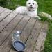 Prima Pets Collapsible Silicone Bowl for Dog & Cat + Bottle Holder - Small (1.5 Cups) - Grey - Buy Online on GoSupps.com