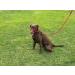 All-in-One Dog Headcollar Lead and Halter - Anti-Pull Solution (Red) - Buy Online on GoSupps.com