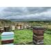 Gwenyn Gruffydd - British Blossom Honey 3kg Bulk Catering Tub - 100% Pure Natural Unpasteurized Raw Honey - Bulk Honey 3kg - Unheated - Gluten Free - Premium Honey from Non-Sugar Fed Bees UK - Buy Online on GoSupps.com