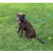 All in One Halter/Halter against pulling suitable for all dogs Blue