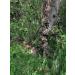 QuikCamo Mossy Oak 3D Leafy Suit - Large/XL NWTF Mossy Oak Obsession for Men | Turkey Hunting, Airsoft, Paintball, Birdwatching, Wildlife Photography - Buy Online on GoSupps.com