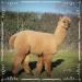 Bird Nesting Material (Alpaca Fibre) Wool Natural Organic - Buy Online on GoSupps.com