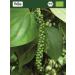 Buy Biojoy ORGANIC Green Pepper Whole (1 kg) - Premium Green Peppercorns for Mill - International Shipping Available - Buy Online on GoSupps.com