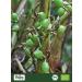 Biojoy Organic Cardamom Pods (250g) Whole and Green Cardamom (Elettaria cardamomum) - Buy Online on GoSupps.com