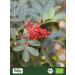 Buy Biojoy ORGANIC Red Pepper Whole (1 kg) - Premium Red Pepper Berries for Mill (Schinus terebinthifolia) - International Shipping Available - Buy Online on GoSupps.com