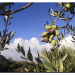 Dibeen Farms extra virgin olive oil 2 liters - cold pressed - Buy Online on GoSupps.com