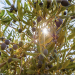 Dibeen Farms extra virgin olive oil 2 liters - cold pressed - Buy Online on GoSupps.com