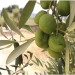 Dibeen Virgin olive oil from Dibeen farms - cold pressed - Buy Online on GoSupps.com