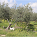Dibeen Virgin olive oil from Dibeen farms - cold pressed - Buy Online on GoSupps.com