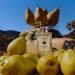 Shop Jo Malone London English Pear Discovery Trio Collection - Standard size Online - Best Price & International Shipping - Buy Online on GoSupps.com