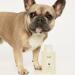 Shop OUAI Pet Shampoo - 16 oz/ 474 mL Online - Best Price & International Shipping - Buy Online on GoSupps.com